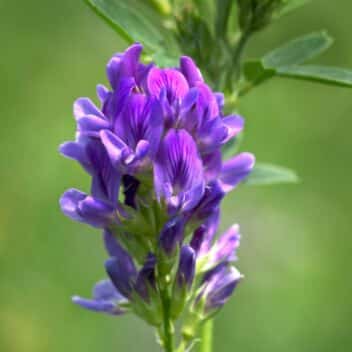 alfalfa