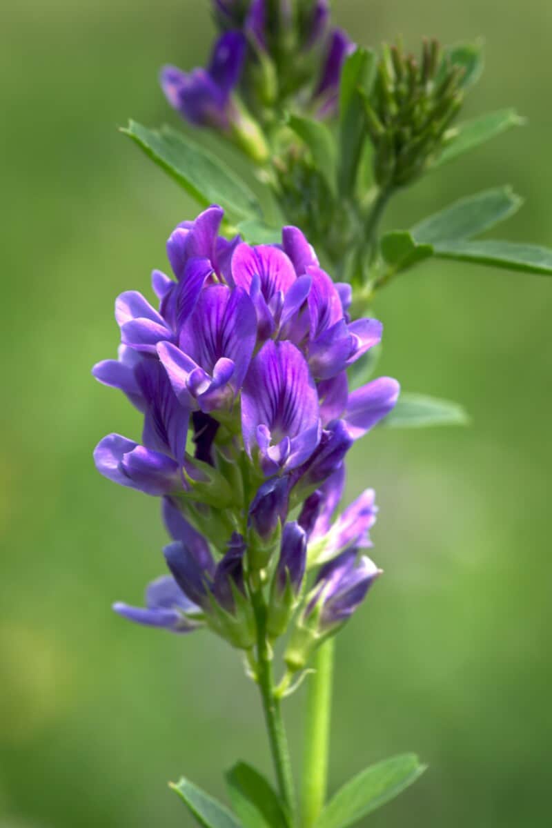 alfalfa