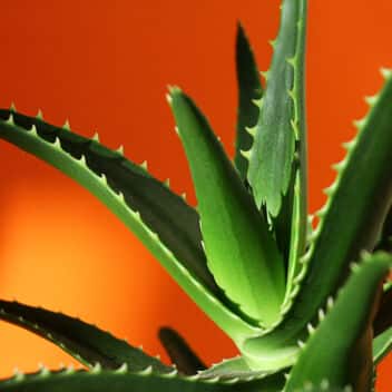 aloe