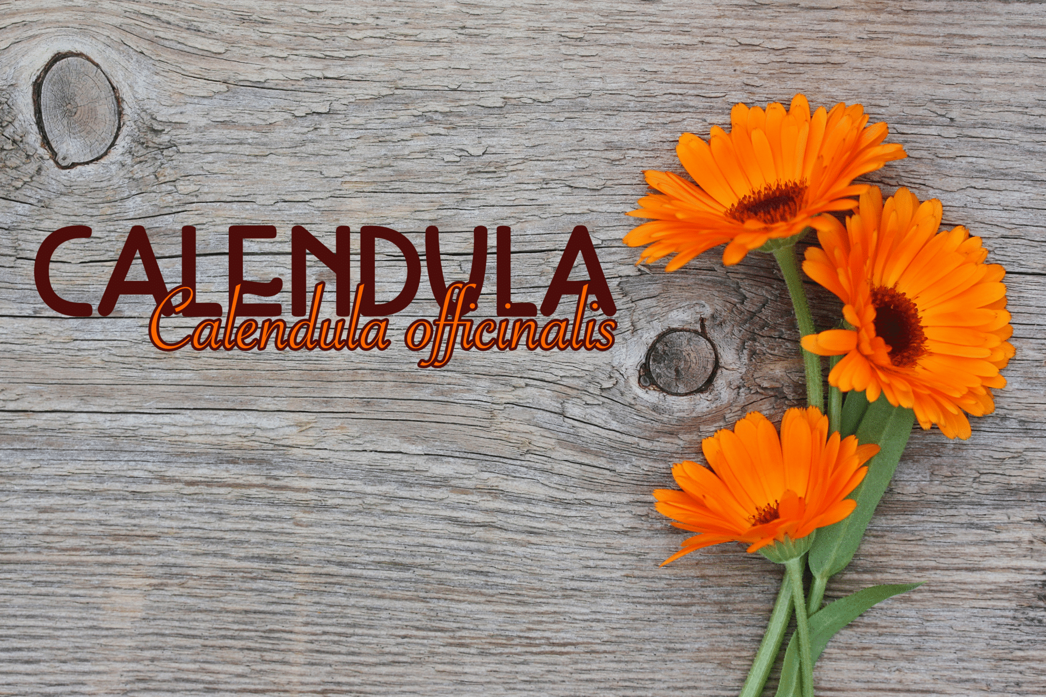 Calendula