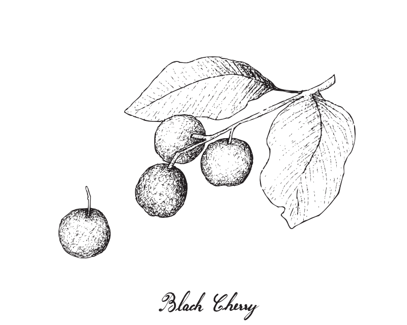 WildBlackCherry wild black cherry tincture