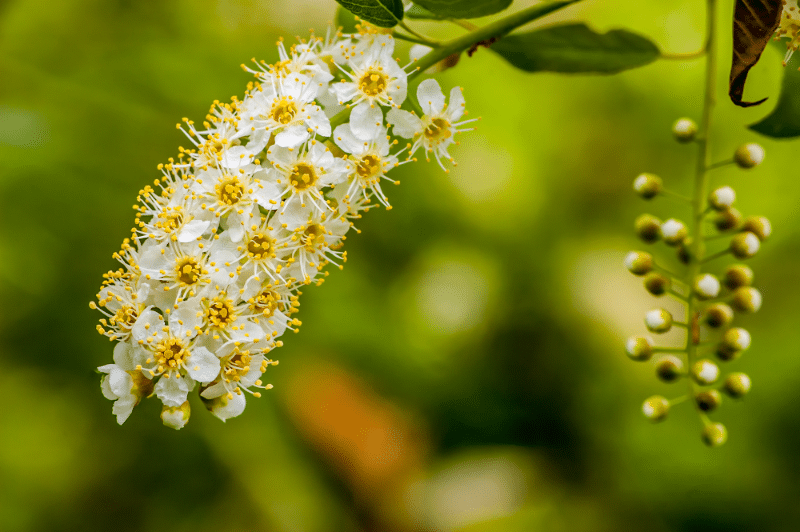 Wild Black Cherry Blossom