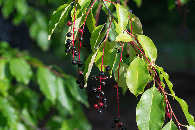 Wild Black Cherry Tree Fruit