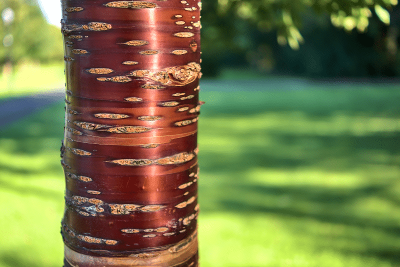 WIld Cherry Tree