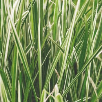 Calamus