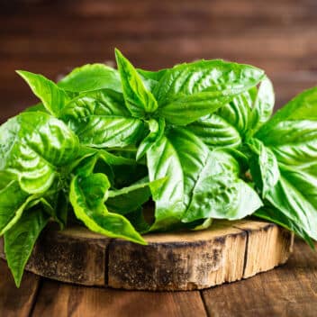 Basil