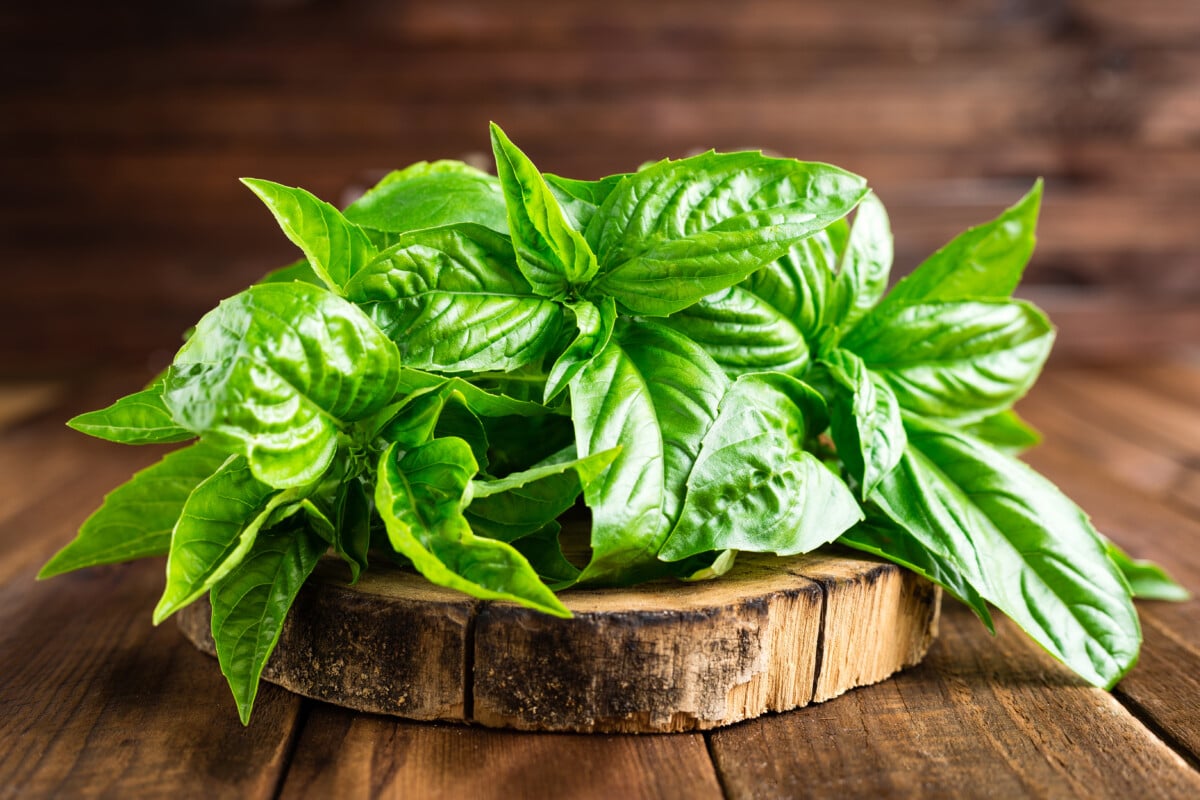 Basil