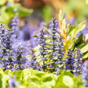 bugleweed