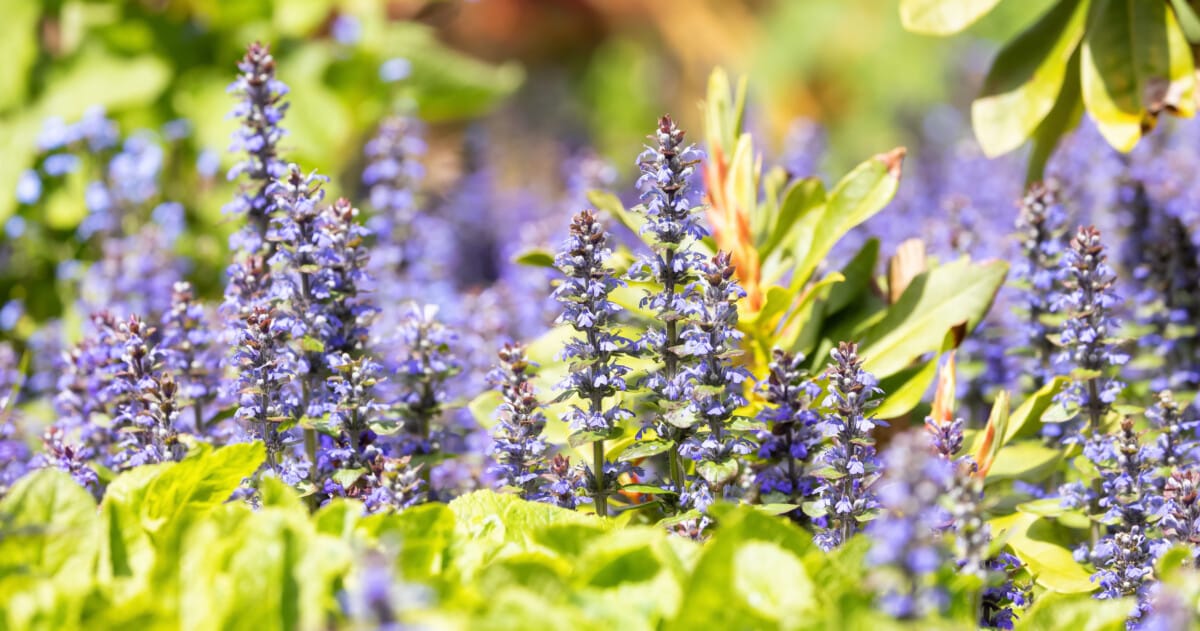 bugleweed
