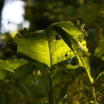 Burdock