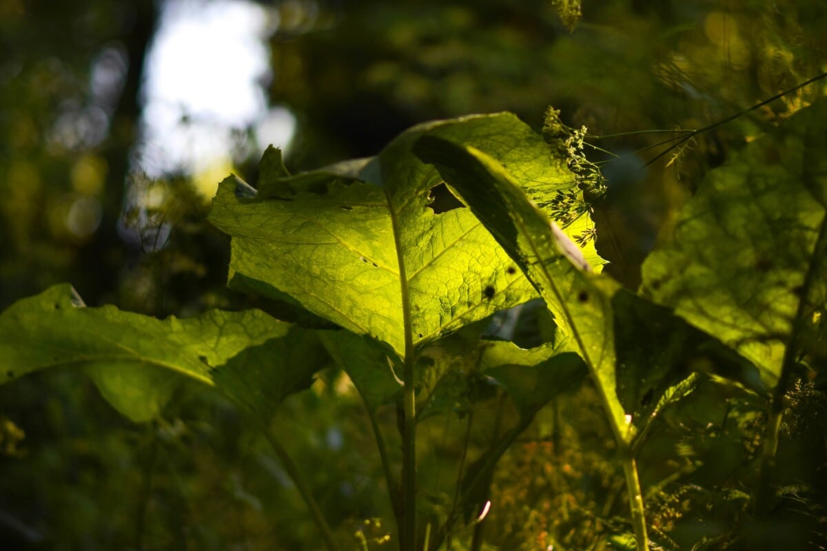 Burdock
