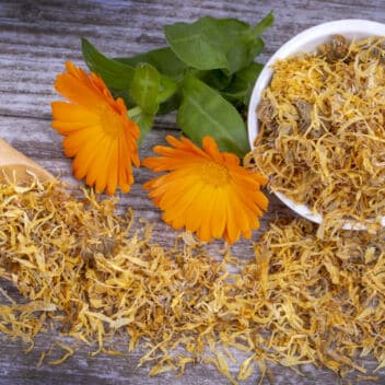 Calendula