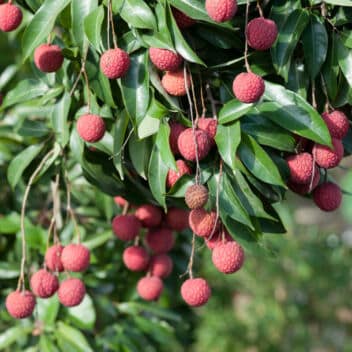 Bayberry