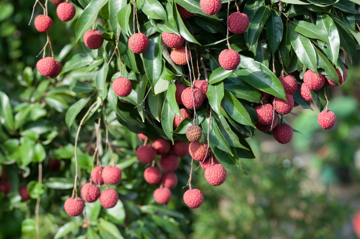 Bayberry Bayberry