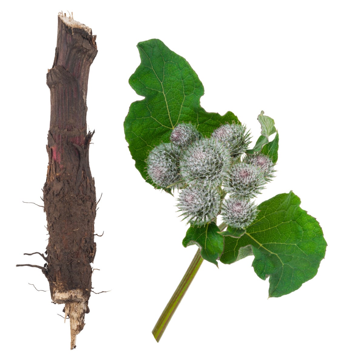 Burdock