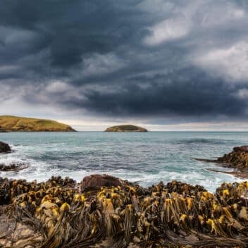Bladderwrack