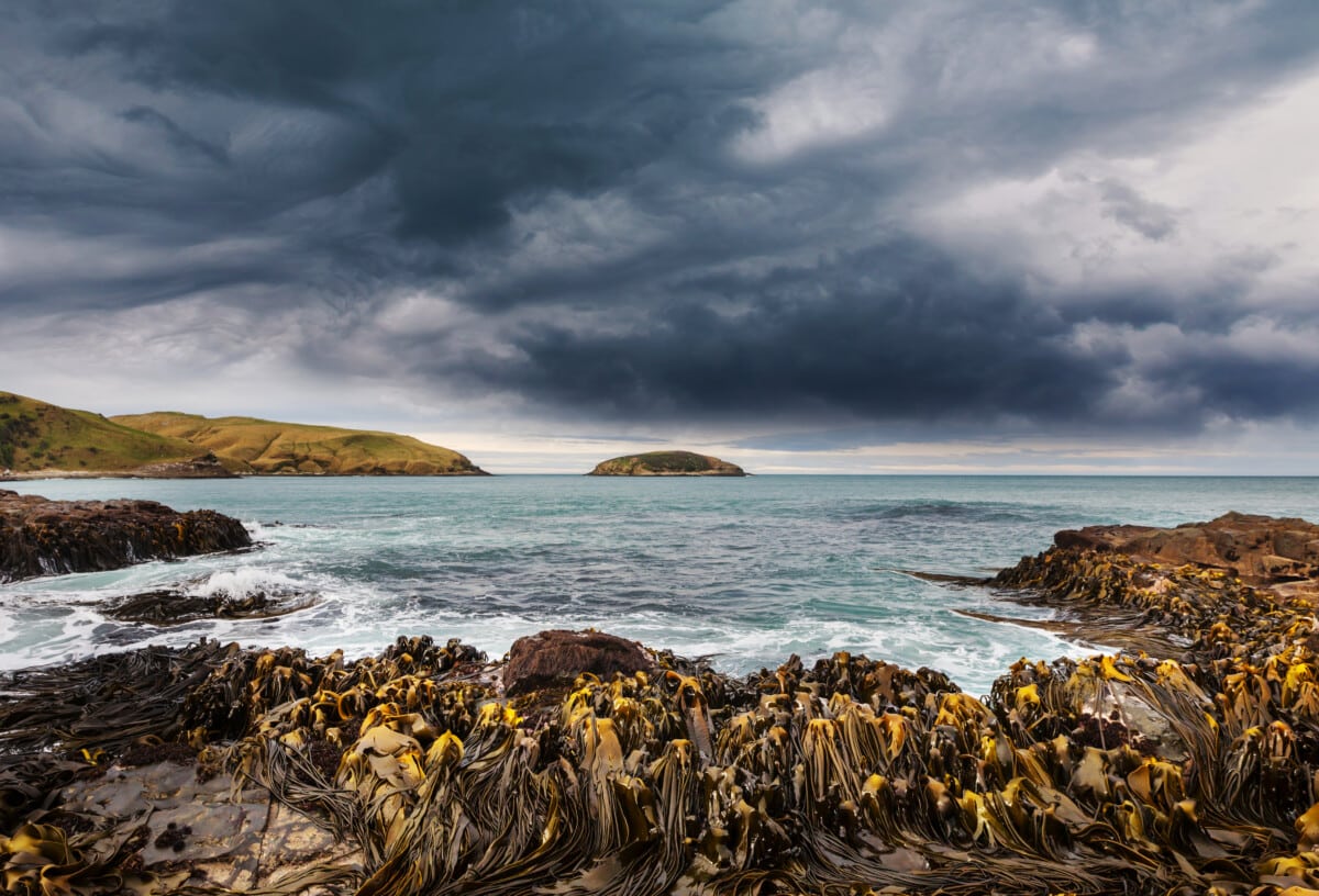 Bladderwrack