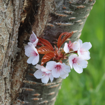 Organic Wild Cherry Bark