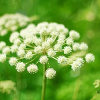 Angelica