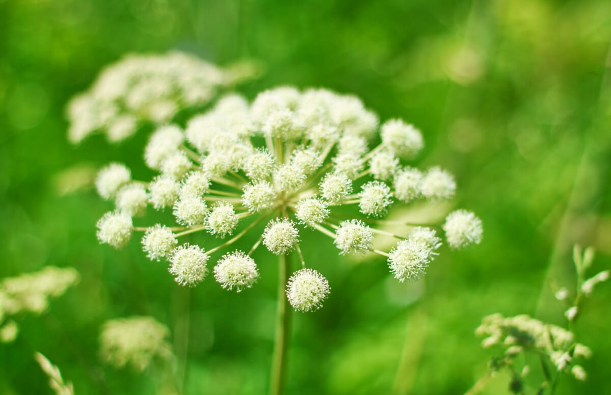 Angelica
