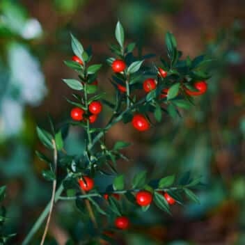 Butchers Broom