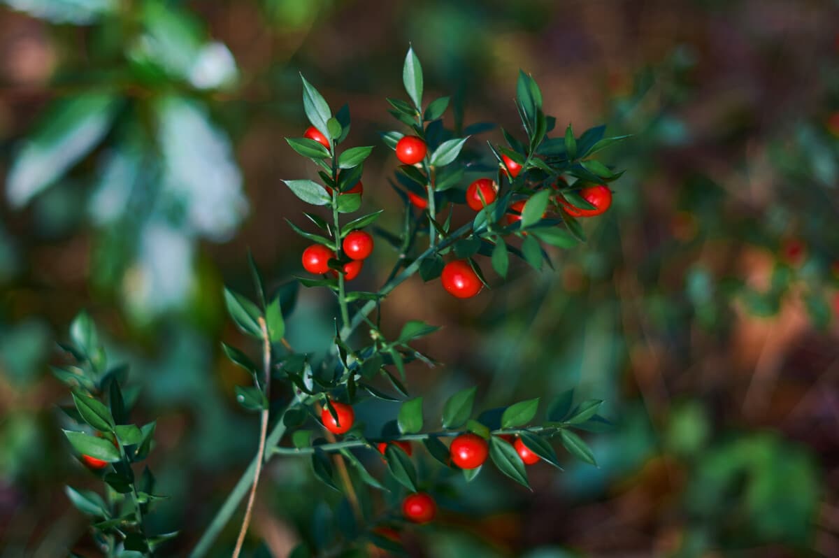 Butchers Broom Butchers Broom