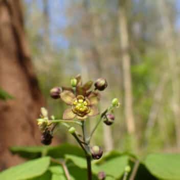 Blue Cohosh