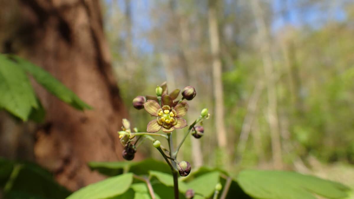 Blue Cohosh