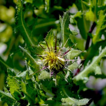 Blessed Thistle