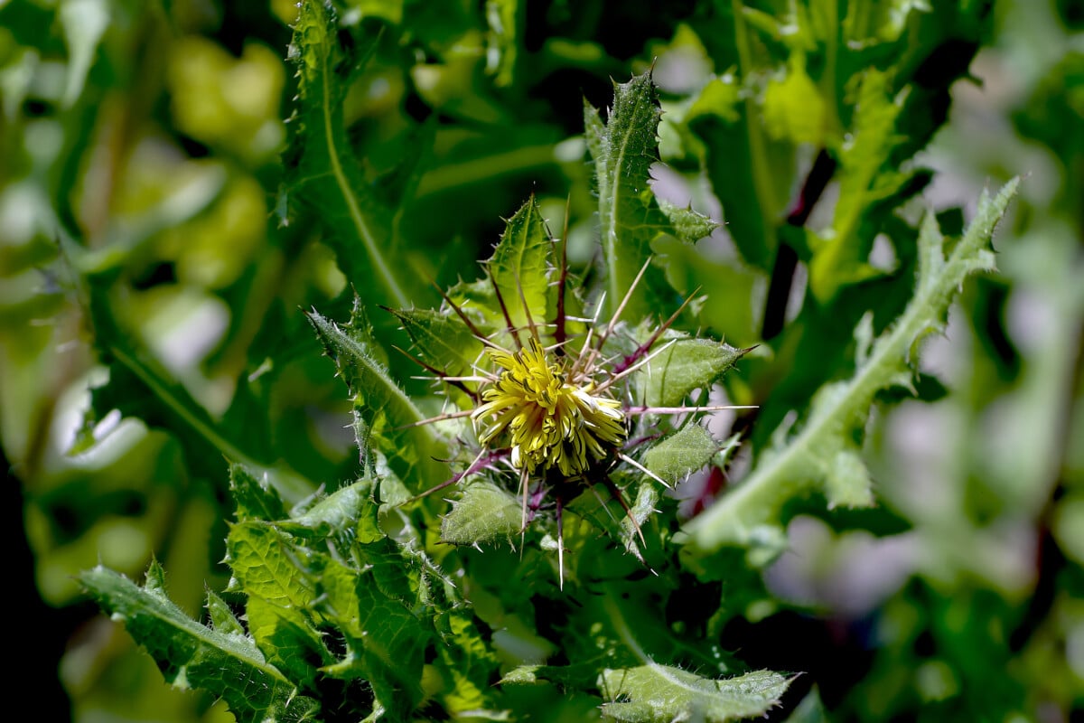 Blessed Thistle
