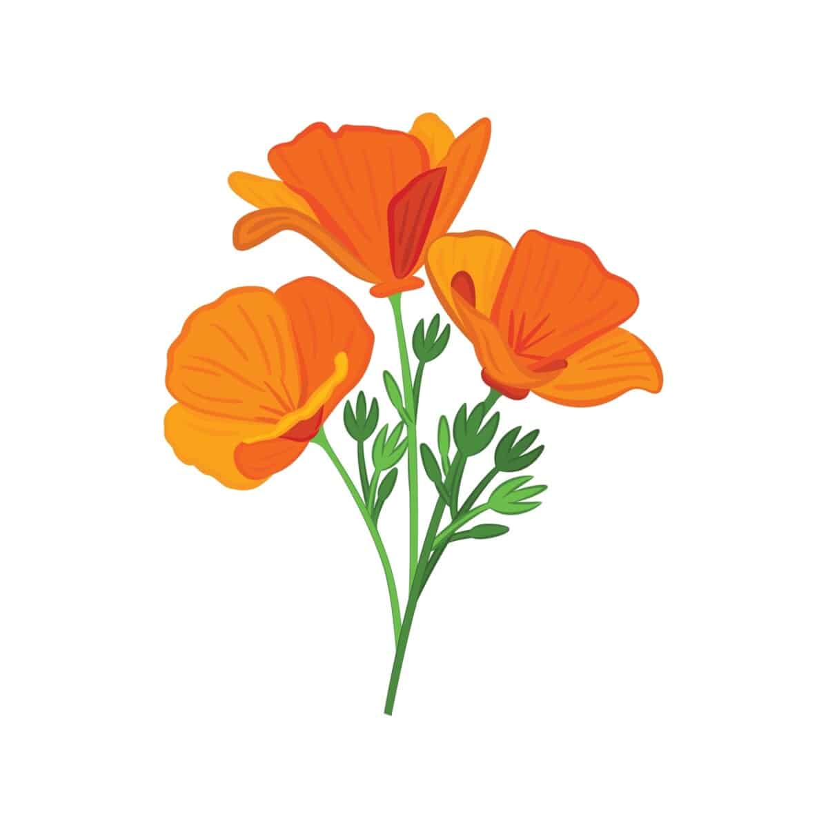 California Poppy