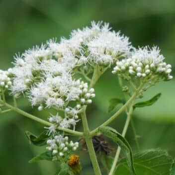 Boneset