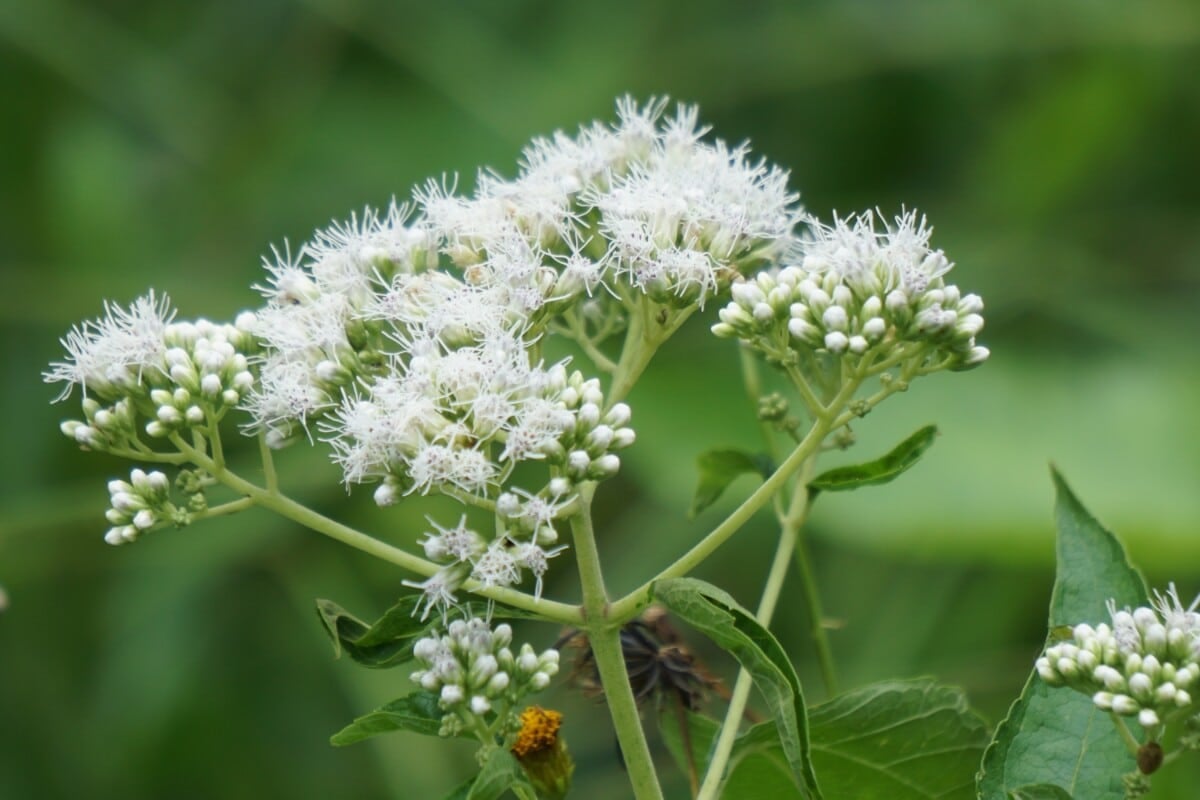 Boneset