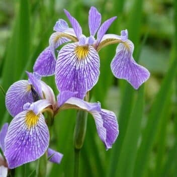 iris versicolor