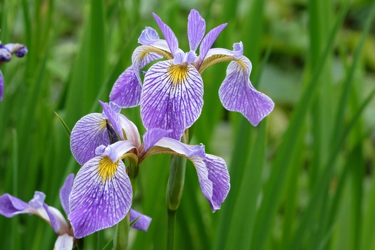iris versicolor