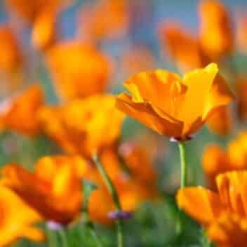California Poppy