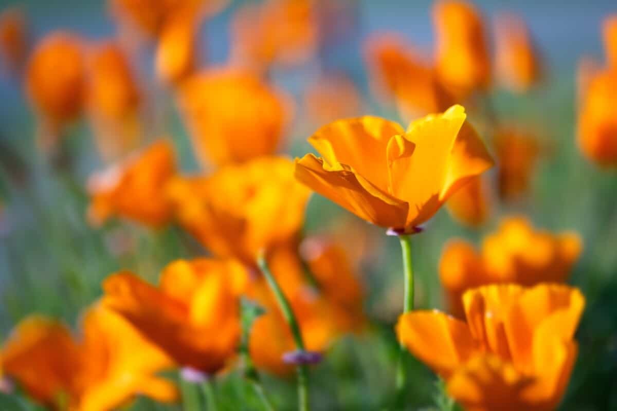 California Poppy