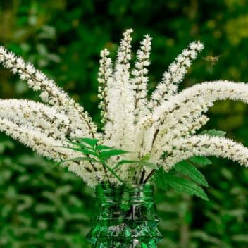 Black Cohosh
