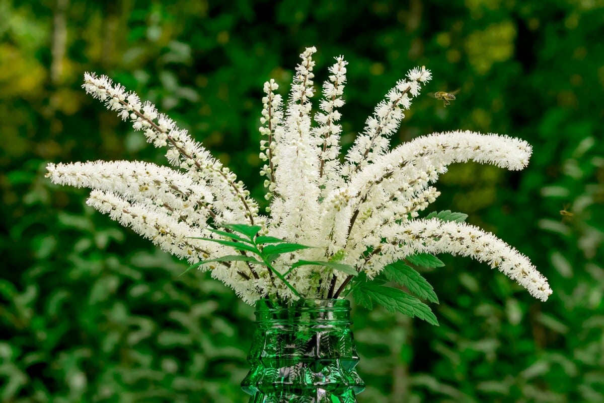 Black Cohosh