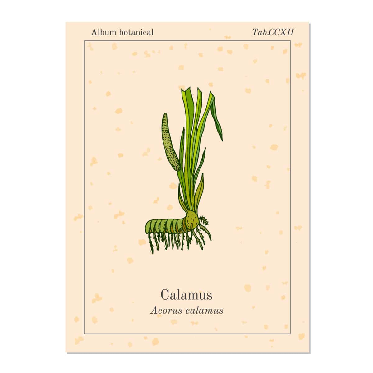 Calamus