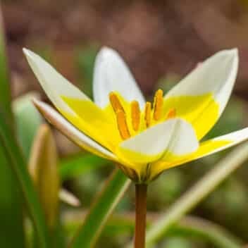 Bloodroot