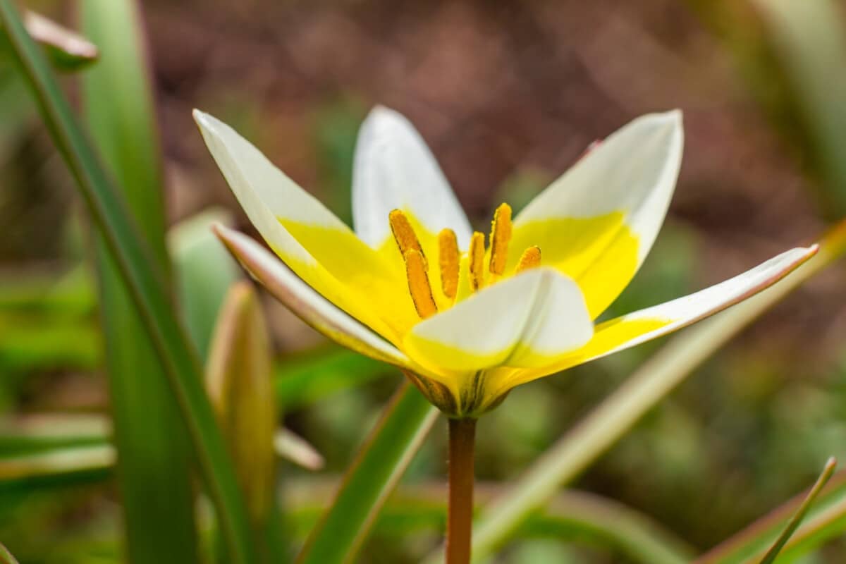 Bloodroot