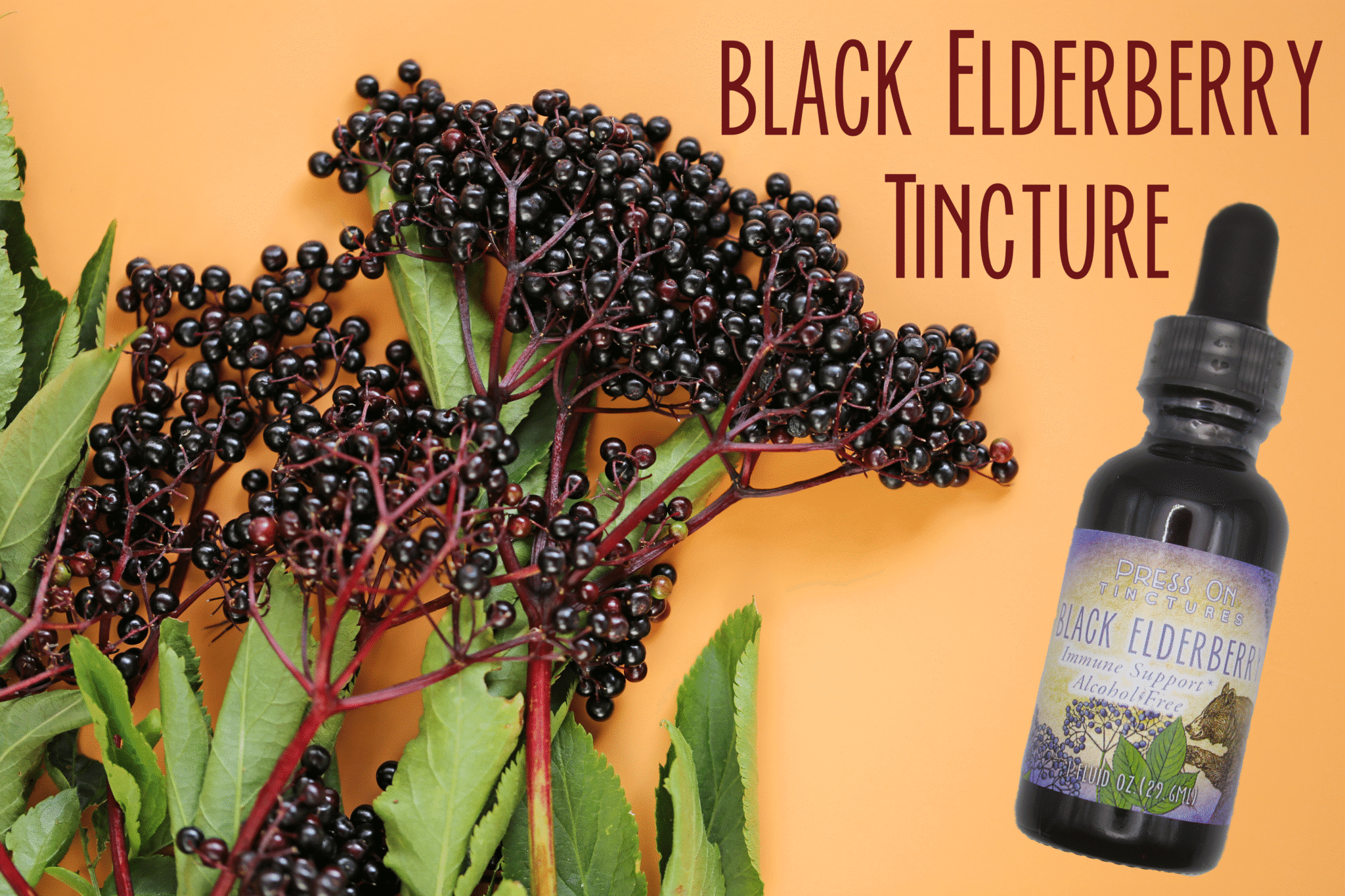 Black Elderberry Tincture from Presson On Herbals with background of black elderberry fruit.