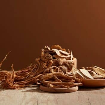 Angelica Root