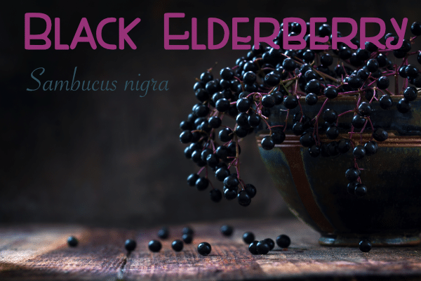 Black Elderbery Tincture