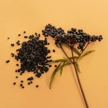 Elderberry