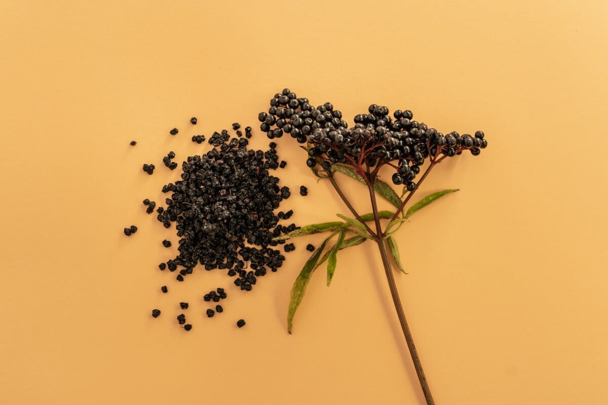 Elderberry