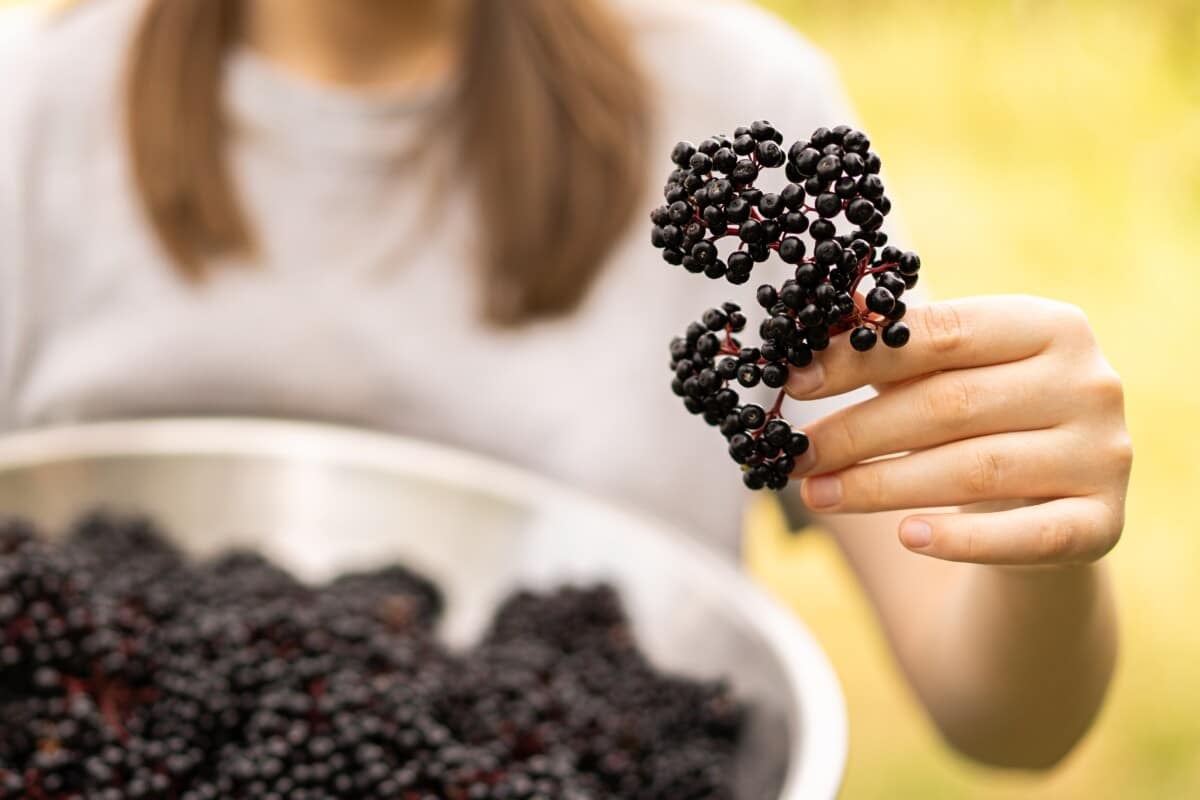 Elderberry Elderberry