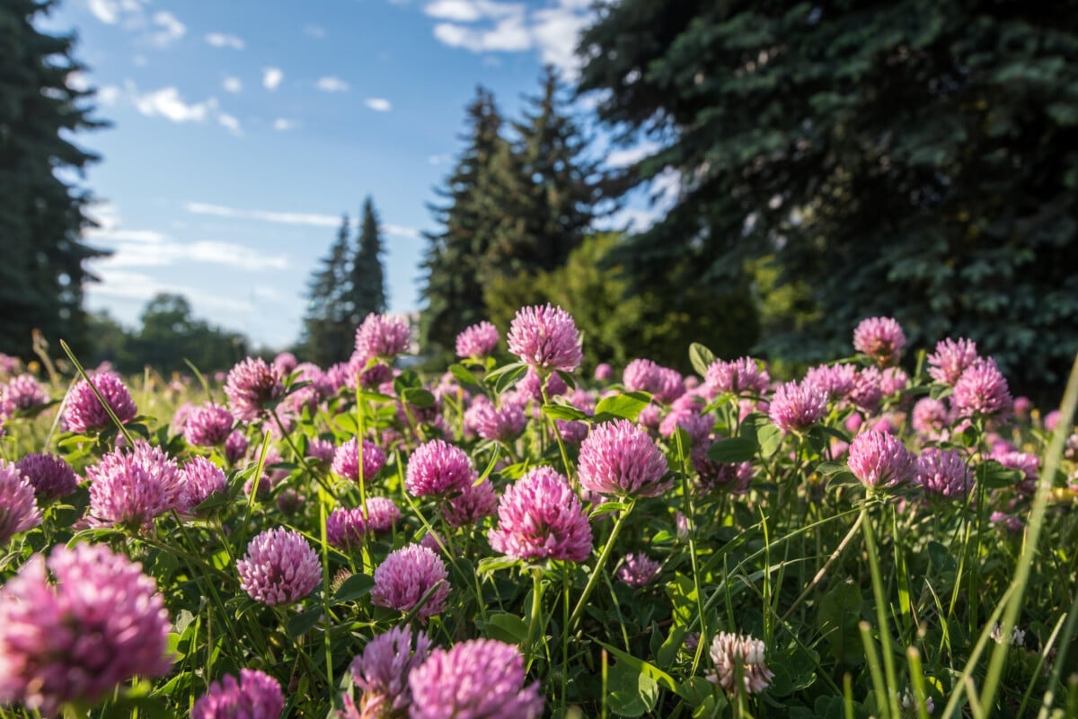 Precautions using red clover when pregnant