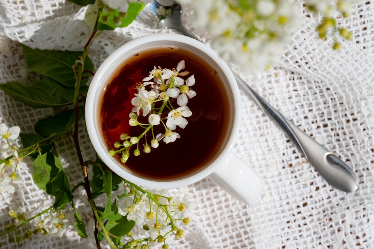 Elderberry While Pregnant? Elderberry While Pregnant?